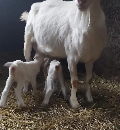 ,jarzebina' Prázdninový dům Harkabuz