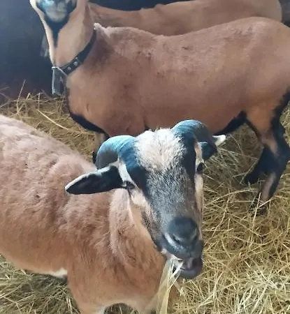 ,jarzebina' Prázdninový dům