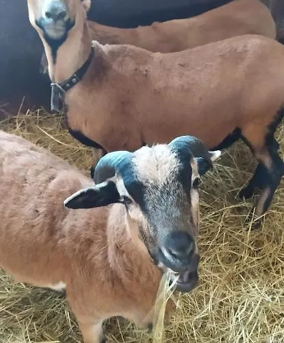 ,jarzebina' בית נופש